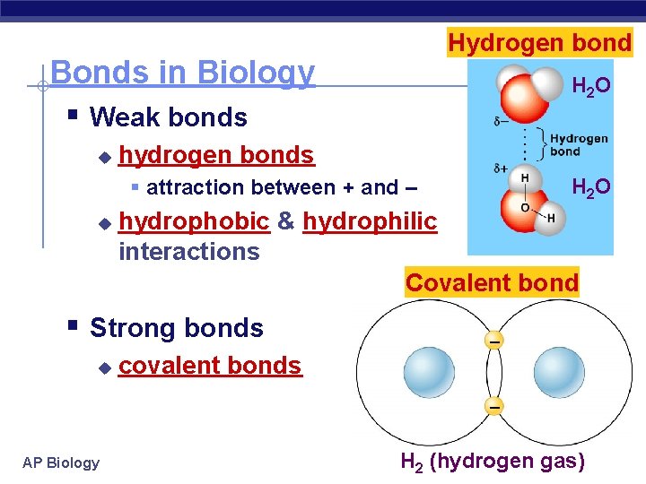 Hydrogen bond Bonds in Biology § Weak bonds u H 2 O hydrogen bonds