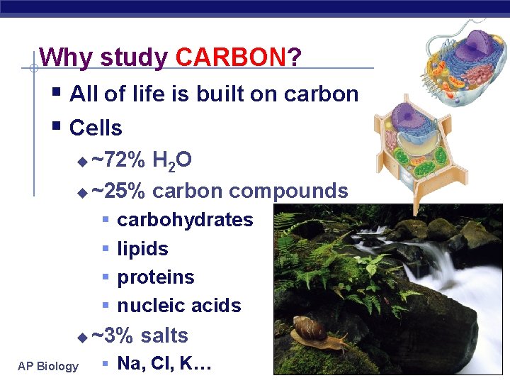 Why study CARBON? § All of life is built on carbon § Cells ~72%