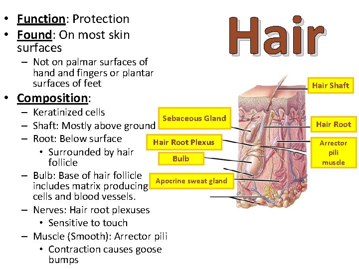  • Function: Protection • Found: On most skin surfaces – Not on palmar