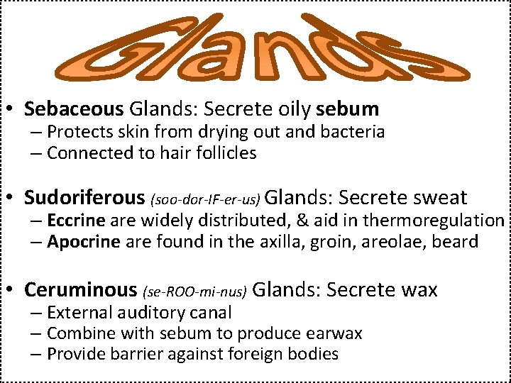  • Sebaceous Glands: Secrete oily sebum – Protects skin from drying out and