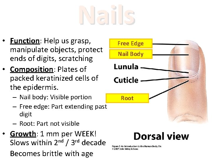 Nails • Function: Help us grasp, manipulate objects, protect ends of digits, scratching •