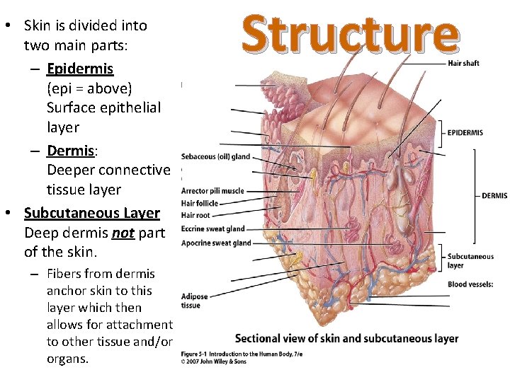  • Skin is divided into two main parts: – Epidermis (epi = above)