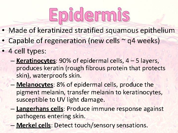 Epidermis • Made of keratinized stratified squamous epithelium • Capable of regeneration (new cells