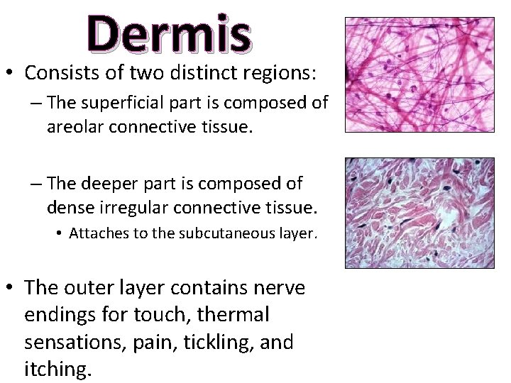 Dermis • Consists of two distinct regions: – The superficial part is composed of