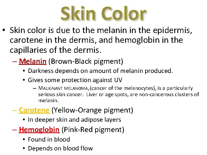 Skin Color • Skin color is due to the melanin in the epidermis, carotene