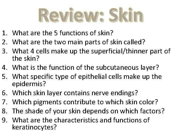 Review: Skin 1. What are the 5 functions of skin? 2. What are the