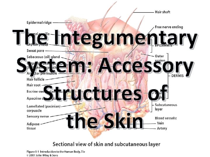 The Integumentary System: Accessory Structures of the Skin 