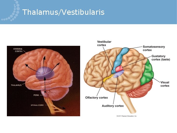 Thalamus/Vestibularis 