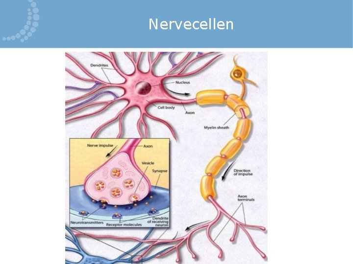 Nervecellen 