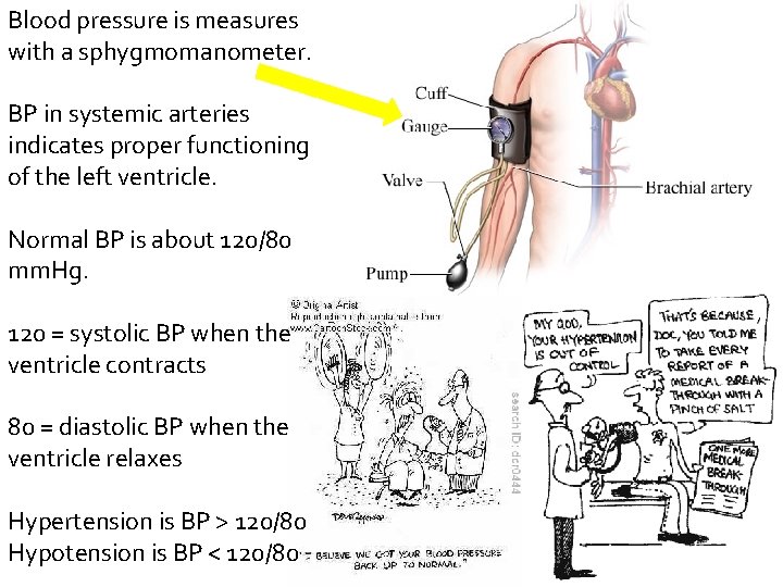 Blood pressure is measures with a sphygmomanometer. BP in systemic arteries indicates proper functioning