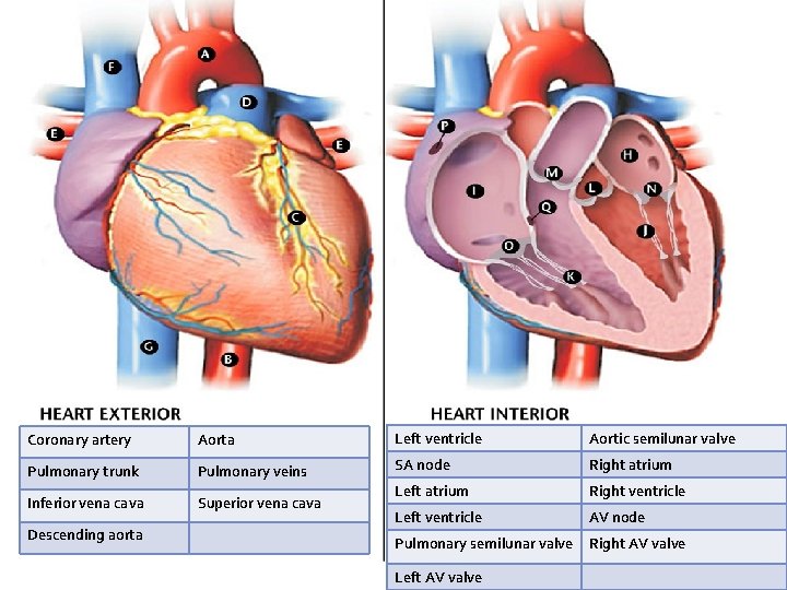 Coronary artery Aorta Left ventricle Aortic semilunar valve Pulmonary trunk Pulmonary veins SA node