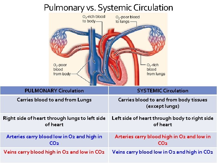 Pulmonary vs. Systemic Circulation PULMONARY Circulation SYSTEMIC Circulation Carries blood to and from Lungs