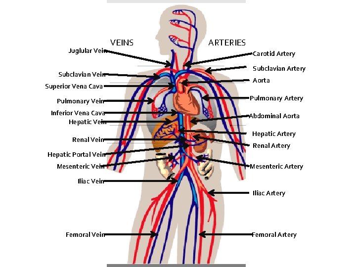 Juglular Vein Subclavian Vein Superior Vena Cava Pulmonary Vein Inferior Vena Cava Hepatic Vein