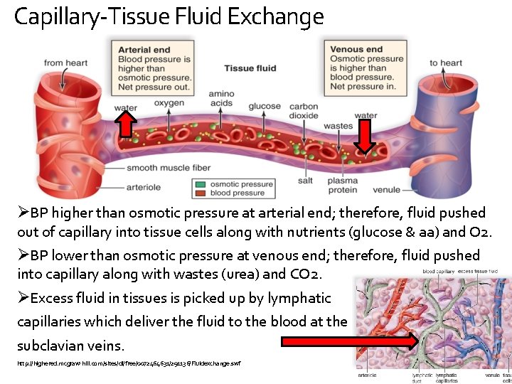 Capillary-Tissue Fluid Exchange ØBP higher than osmotic pressure at arterial end; therefore, fluid pushed