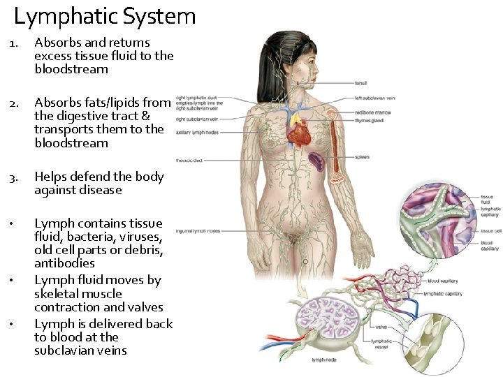 Lymphatic System 1. Absorbs and returns excess tissue fluid to the bloodstream 2. Absorbs