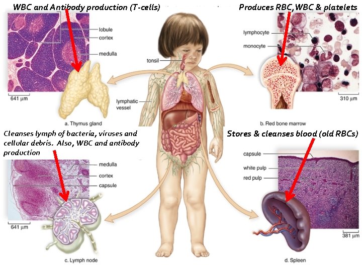 WBC and Antibody production (T-cells) Cleanses lymph of bacteria, viruses and cellular debris. Also,
