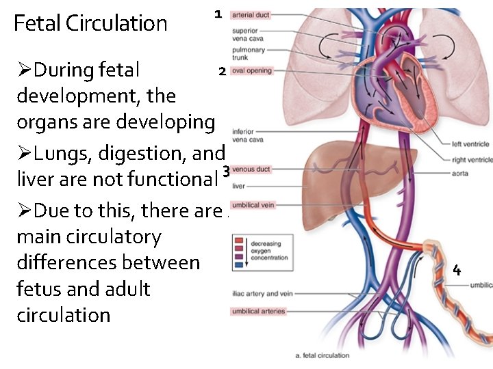 Fetal Circulation 1 2 ØDuring fetal development, the organs are developing ØLungs, digestion, and