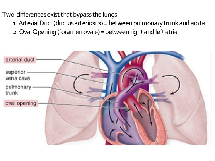 Two differences exist that bypass the lungs 1. Arterial Duct (ductus arteriosus) = between