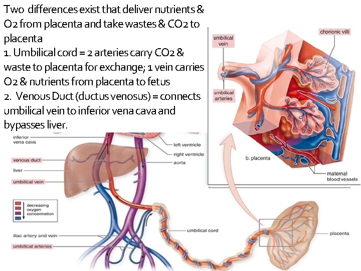 Two differences exist that deliver nutrients & O 2 from placenta and take wastes