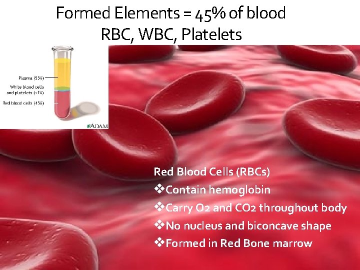 Formed Elements = 45% of blood RBC, WBC, Platelets Red Blood Cells (RBCs) v.