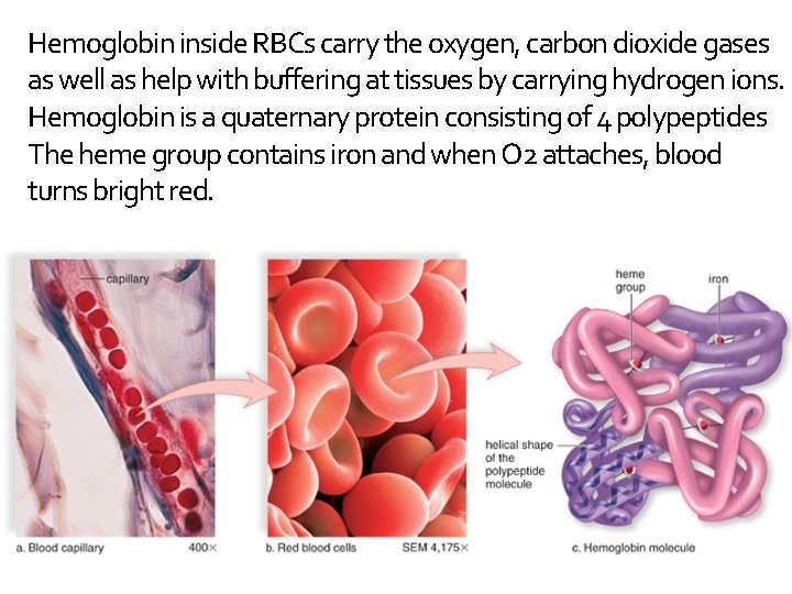Hemoglobin inside RBCs carry the oxygen, carbon dioxide gases as well as help with