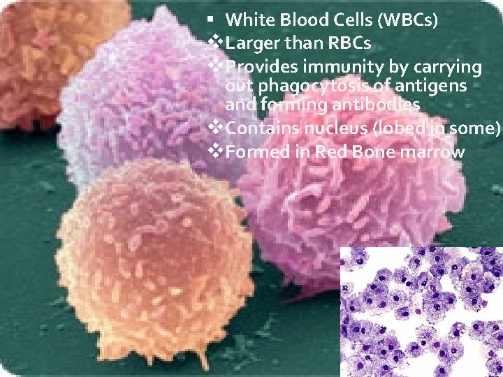  White Blood Cells (WBCs) v. Larger than RBCs v. Provides immunity by carrying