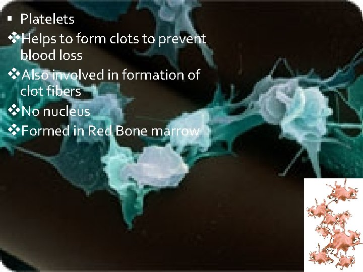  Platelets v. Helps to form clots to prevent blood loss v. Also involved