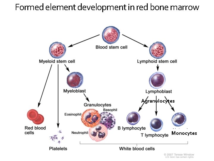 Formed element development in red bone marrow Agranulocytes Monocytes 