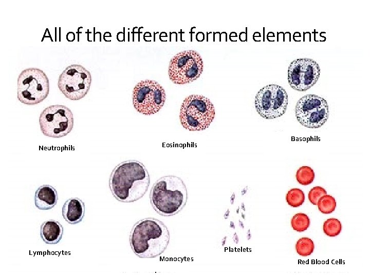 All of the different formed elements Neutrophils Lymphocytes Basophils Eosinophils Platelets Monocytes Red Blood