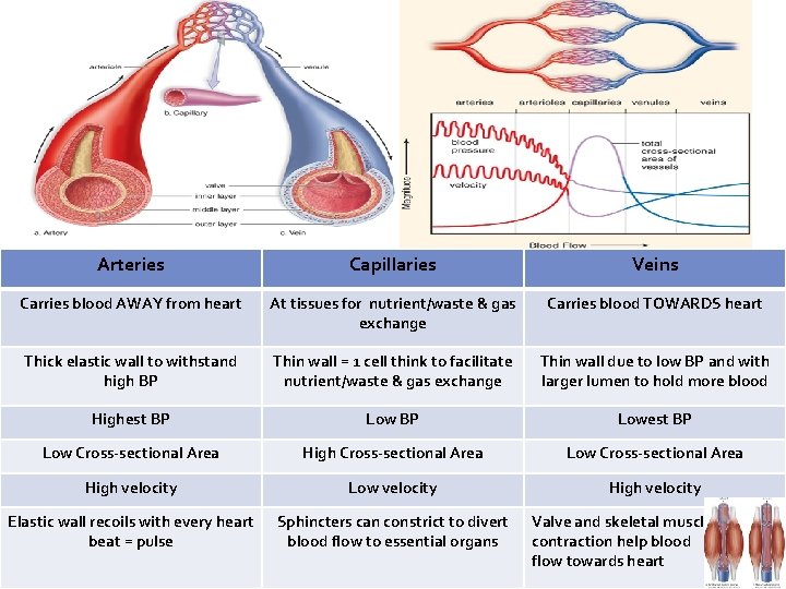 Arteries Capillaries Veins Carries blood AWAY from heart At tissues for nutrient/waste & gas