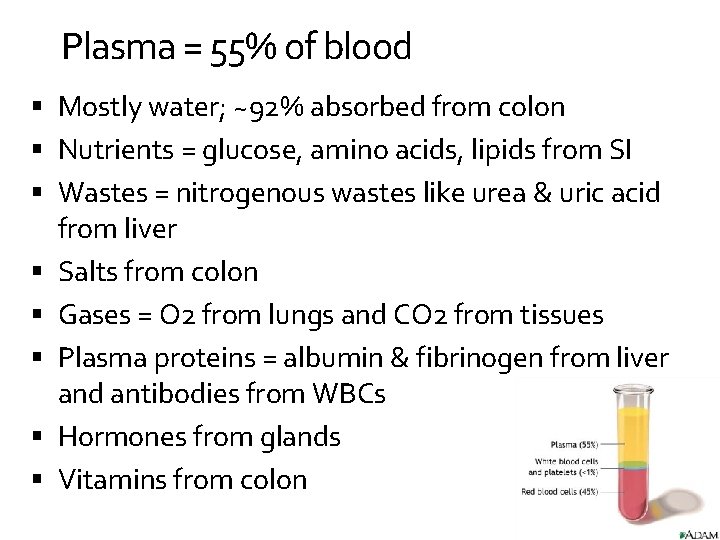 Plasma = 55% of blood Mostly water; ~92% absorbed from colon Nutrients = glucose,