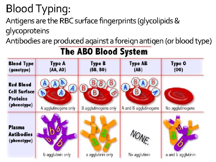 Blood Typing: Antigens are the RBC surface fingerprints (glycolipids & glycoproteins Antibodies are produced