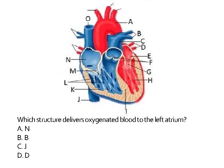 Which structure delivers oxygenated blood to the left atrium? A. N B. B C.