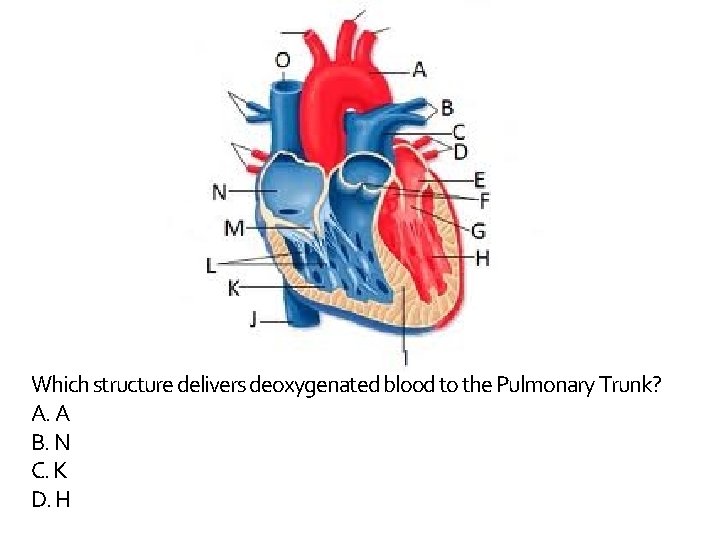 Which structure delivers deoxygenated blood to the Pulmonary Trunk? A. A B. N C.