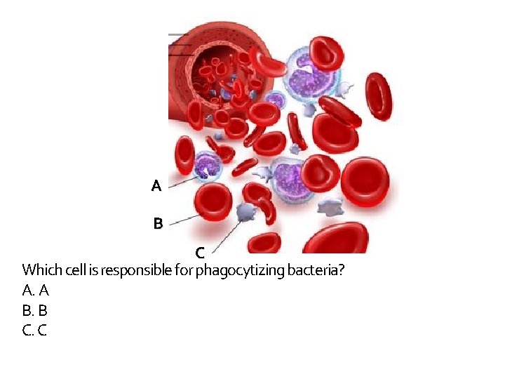 A B C Which cell is responsible for phagocytizing bacteria? A. A B. B
