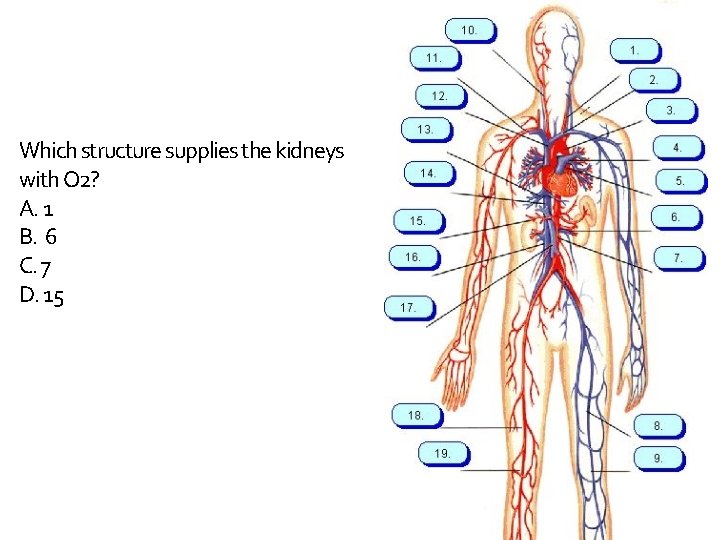 Which structure supplies the kidneys with O 2? A. 1 B. 6 C. 7