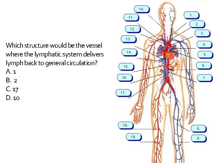 Which structure would be the vessel where the lymphatic system delivers lymph back to