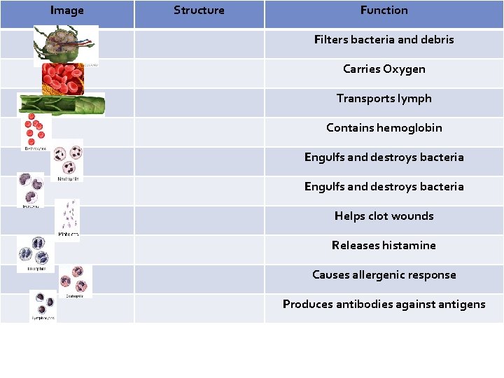 Image Structure Function Filters bacteria and debris Carries Oxygen Transports lymph Contains hemoglobin Engulfs