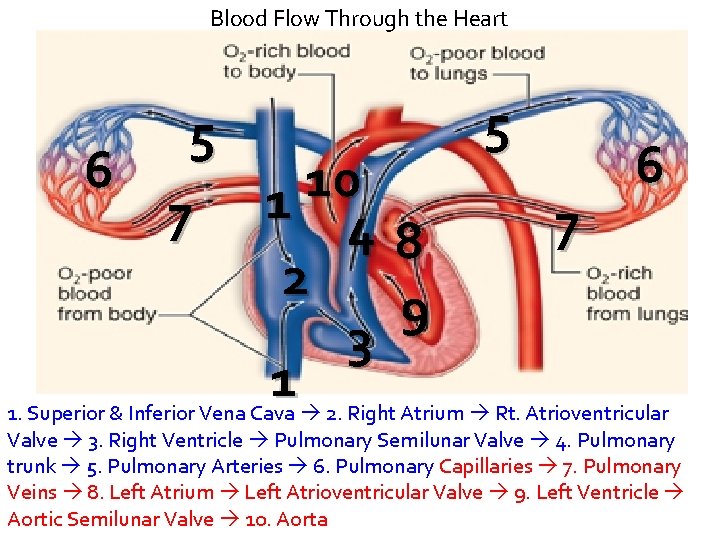 Blood Flow Through the Heart 5 5 6 6 10 7 1 48 7