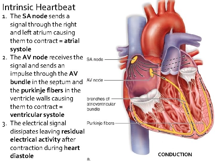 Intrinsic Heartbeat 1. The SA node sends a signal through the right and left
