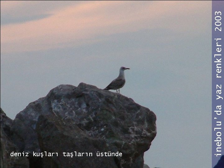 inebolu’da yaz renkleri 2003 deniz kuşları taşların üstünde 