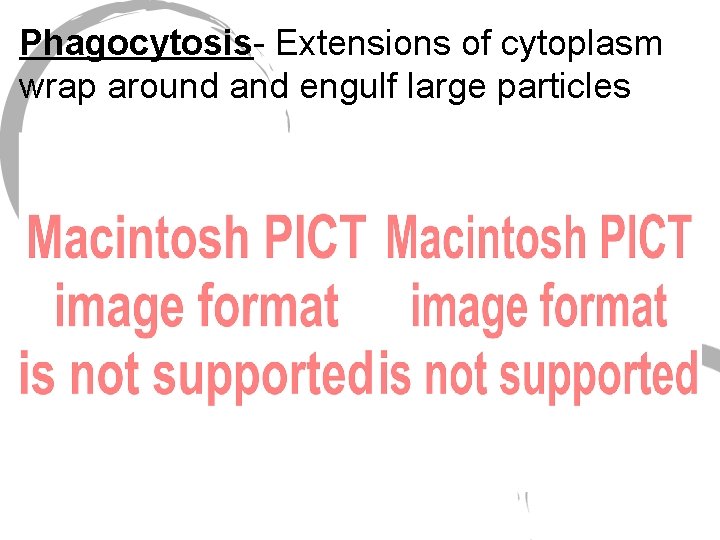Phagocytosis- Extensions of cytoplasm wrap around and engulf large particles 