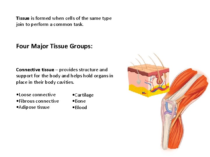 Tissue is formed when cells of the same type join to perform a common