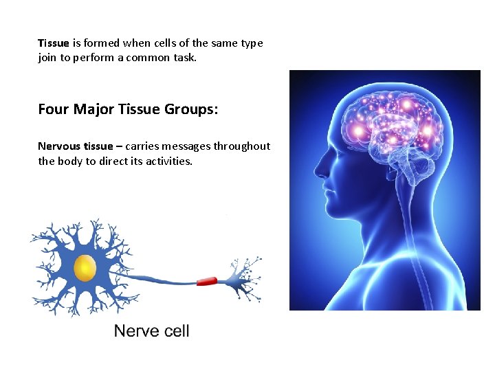 Tissue is formed when cells of the same type join to perform a common