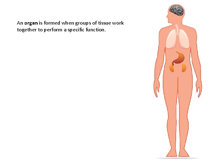 An organ is formed when groups of tissue work together to perform a specific