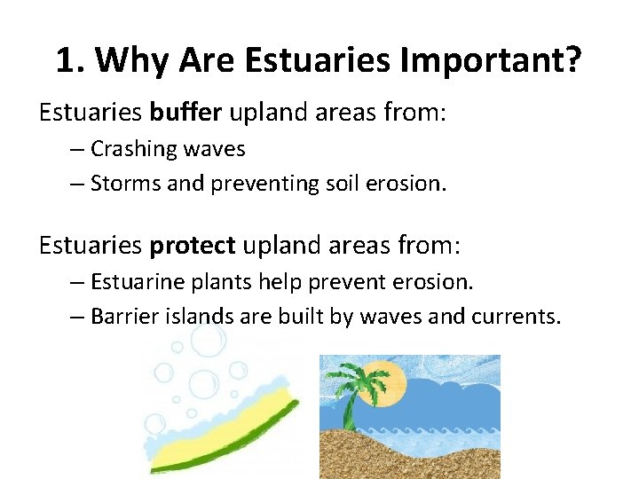 1. Why Are Estuaries Important? Estuaries buffer upland areas from: – Crashing waves –