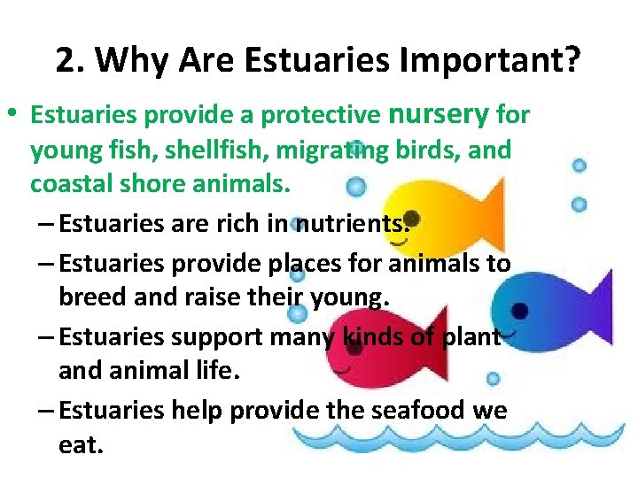 2. Why Are Estuaries Important? • Estuaries provide a protective nursery for young fish,