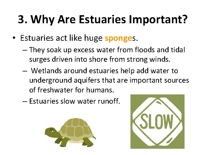 3. Why Are Estuaries Important? • Estuaries act like huge sponges. – They soak