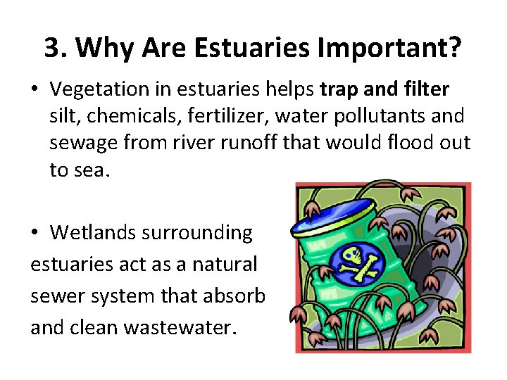 3. Why Are Estuaries Important? • Vegetation in estuaries helps trap and filter silt,
