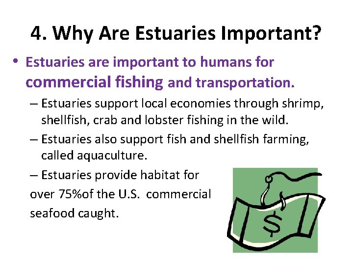 4. Why Are Estuaries Important? • Estuaries are important to humans for commercial fishing